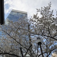 Фото отзыва 2: экскурсия "Цветы сакуры в большом Токио"