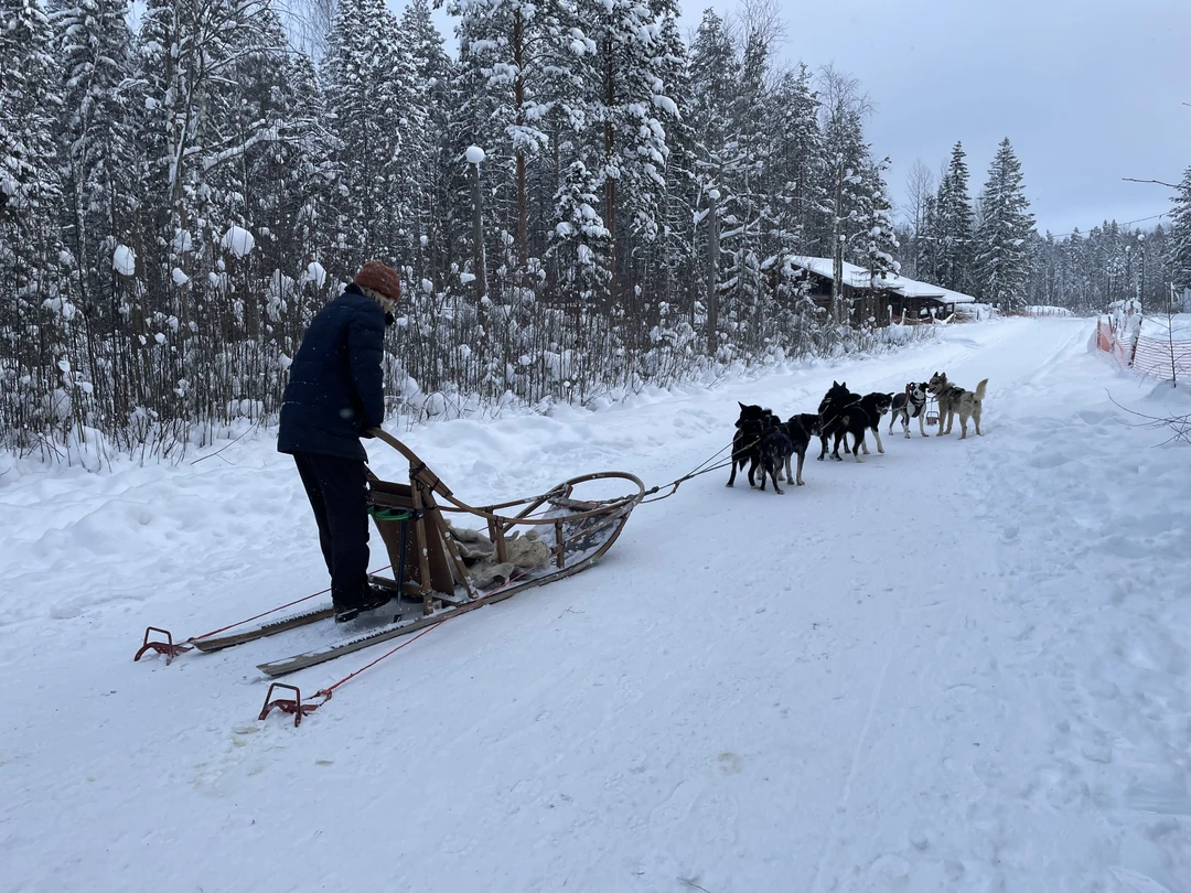 Понравилось катание на ездовых собаках). Красивый лес. Отличный гид Светлана. Пикник в лесу в тему. Камушек шунгита уезжает со мной)