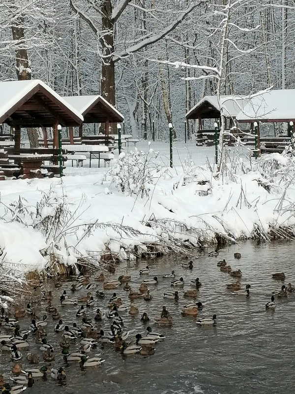 Фотопрогулка по Алексеевской роще в Балашихе