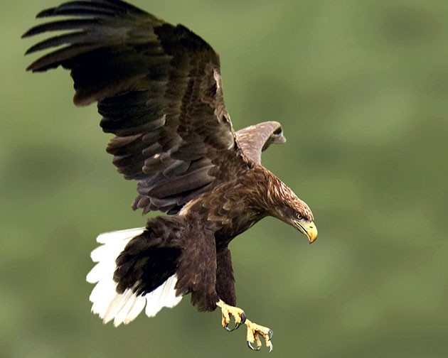 Бёрдвотчинг в орнитологическом парке Сочи (6/6)