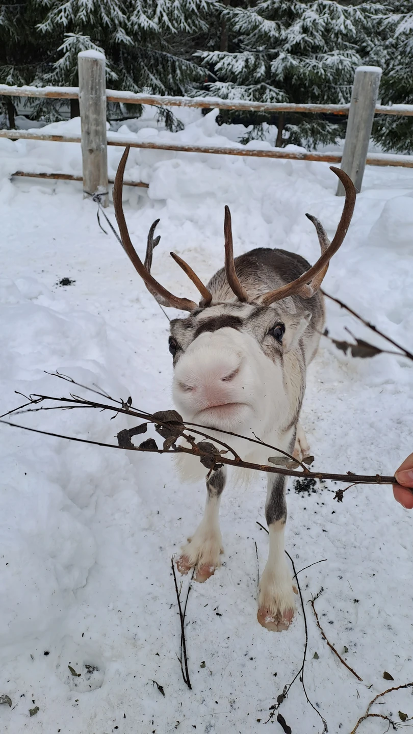 Понравилось сочетание исторического и природного аспекта. Мария профи. Олени прекрасны. Печенькии чай в чуме вкусные. Природа красивая.