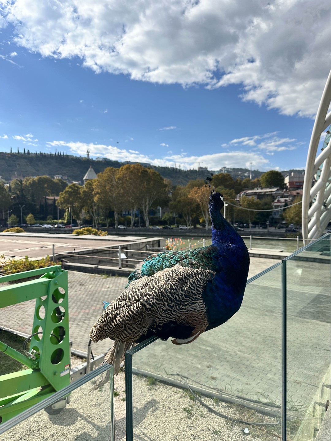 Ну как не полюбить Тбилиси (Полина)