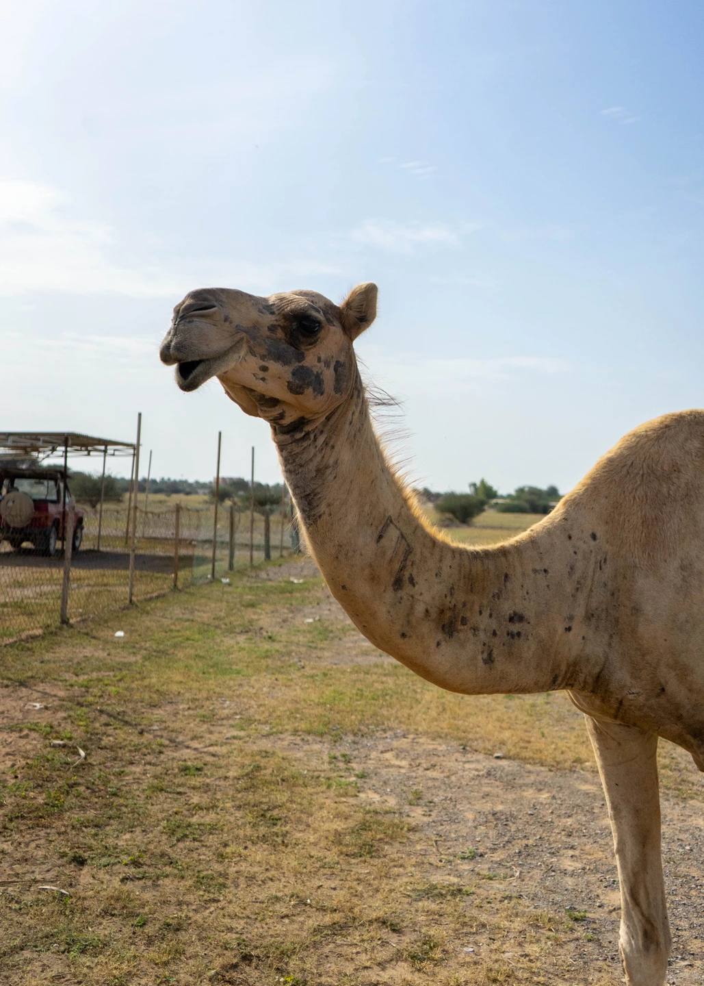 По эмиратам: Шарджа, Аджман, Умм-аль-Кувейн, Рас-эль-Хайма и Фуджейра (Герман)