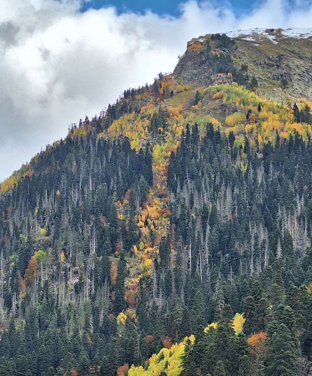 15 октября 2025г. мы едем на Домбай. Наш водитель, он же гид, Василий. По дороге к