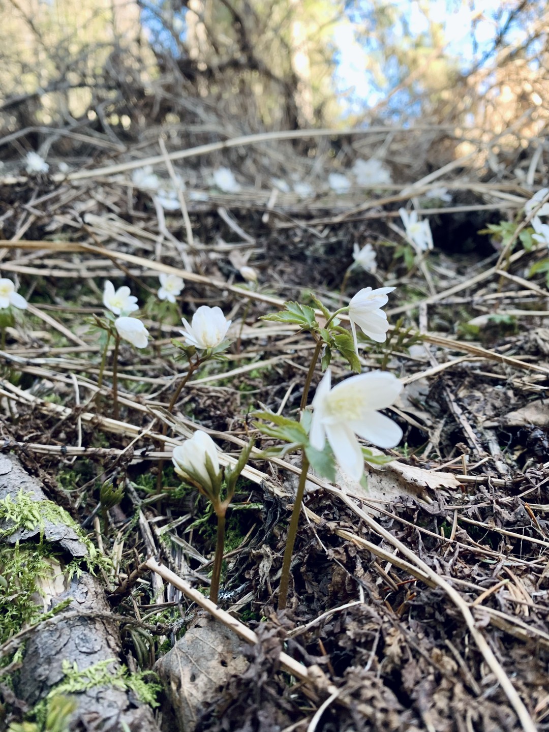 Маршрут потрясающий, экскурсовод Дина очень заботливая, всегда берет с собой запасное снаряжение, одежду и угощение для туристов