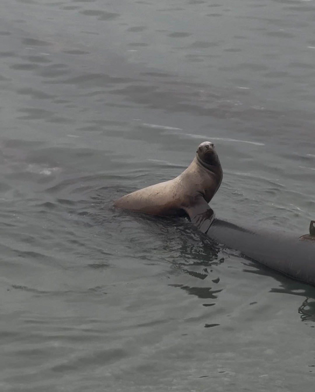 Прекрасная прогулка на сапах! Я вставала на доску сегодня первый раз и осталась в восторге. Гид