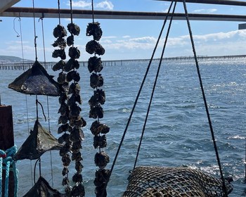 Устричная ферма, сырные погреба, винное хозяйство