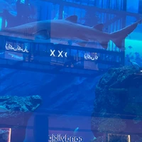 Фото отзыва 1: экскурсия "Грандиозный Дубай — из Фуджейры"