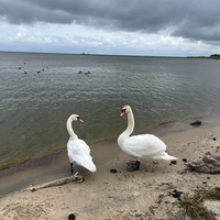 reviews img