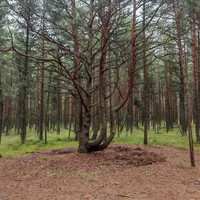 Фото отзыва 5: экскурсия "Первый раз на Куршской косе — из Зеленоградска"