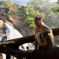 Фото отзыва 3: экскурсия "Весь Гоа за один день: групповая экскурсия"