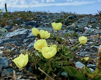Алтайское холмогорье