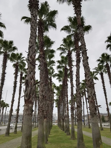 Хочу выразить искреннюю благодарность Наталье за удивительную экскурсию по Сочи и Красной Поляне! Несмотря на дождливую