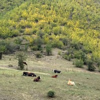 Отзыв о экскурсии "В Аргунское ущелье — за водопадами, древними башнями и национальными лепешками" — фото 6