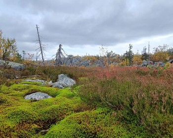 Прогулка с поиском грибов и ягод по горе Воттоваара