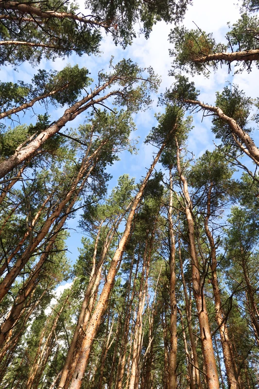 Секреты Линдуловской рощи