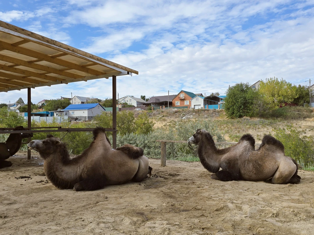 Экскурсия была потрясающая! Мы посетили два буддийских храма, покатались на верблюдах и поели блюда калмыцкой кухни.