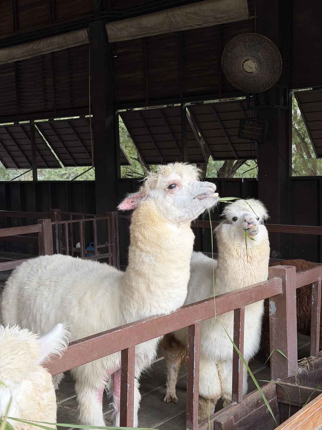 Ольга-приятный собеседник, комфортабельный автомобиль,экскурсия хорошо организована. Это наша не первая винодельня, ее уровень на высоте. Если