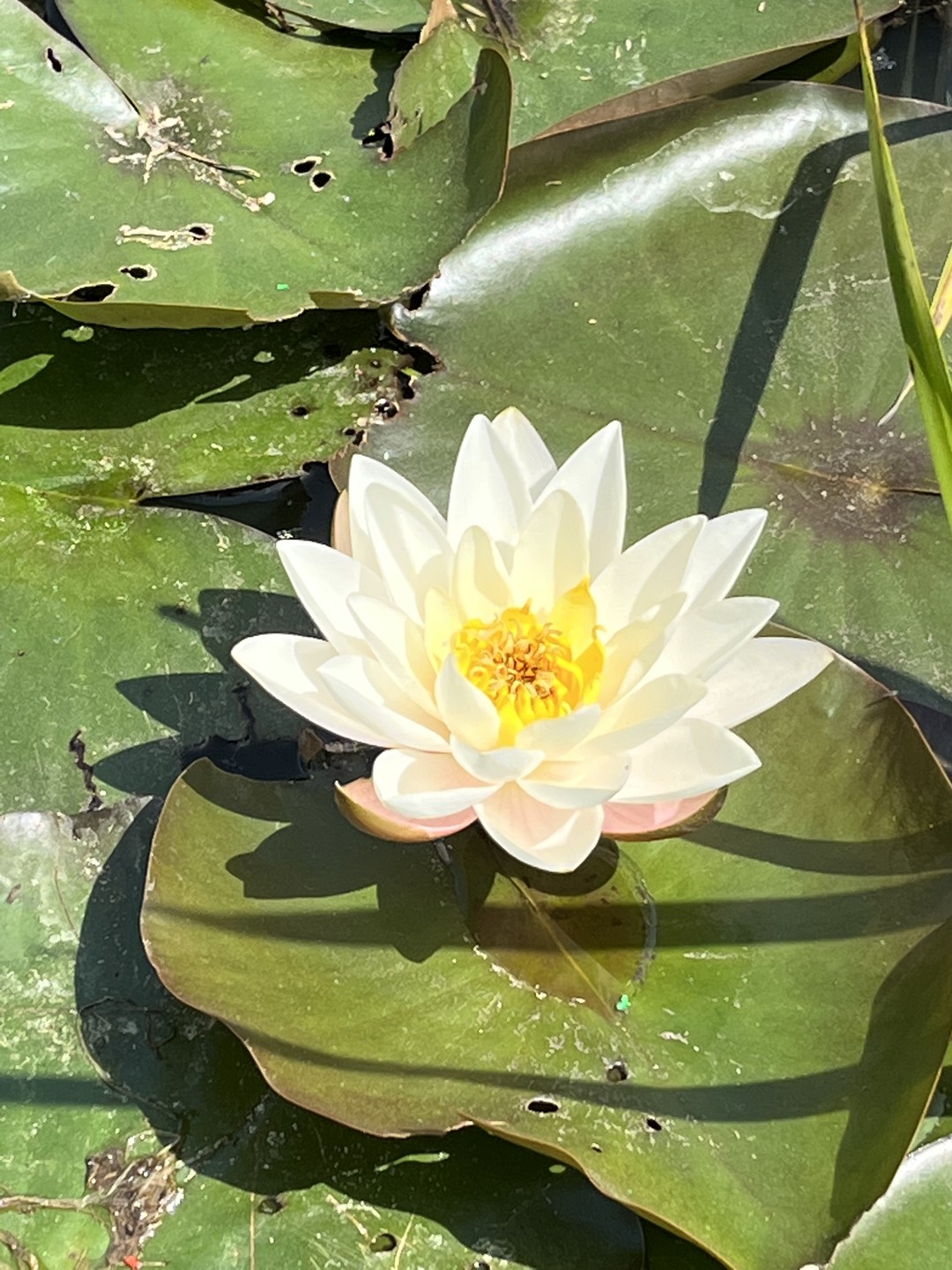 Прекрасная экскурсия, одна из самых лучших из всех наших путешествий, бронируйте, не пожалеет ни минуты. Влюбила нас в Нидерланды!