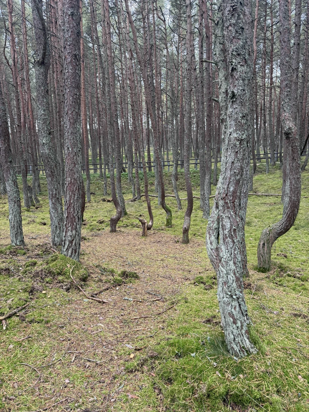 Топ-места Куршской косы (Светлана)