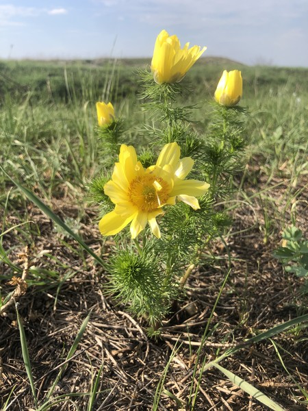 Путешествие в Дивногорье - парк мелового периода (на вашем авто) (Анна)