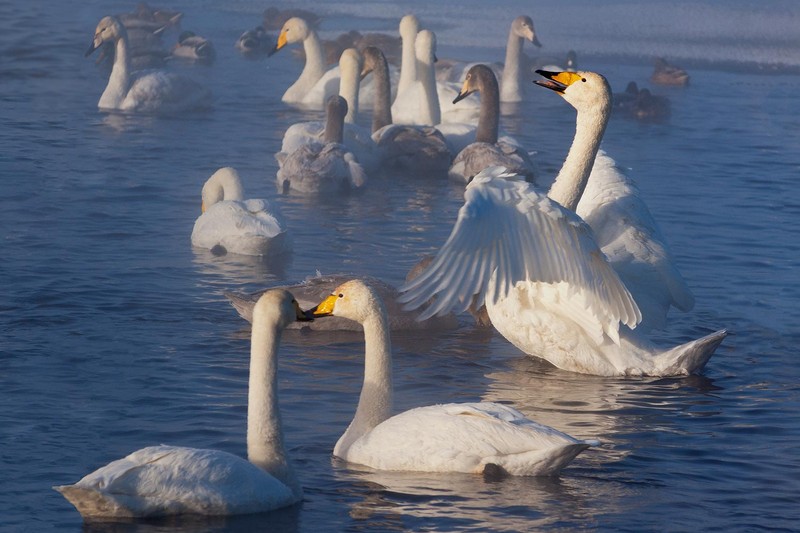 Уникальная зимовка лебедей в Сибири