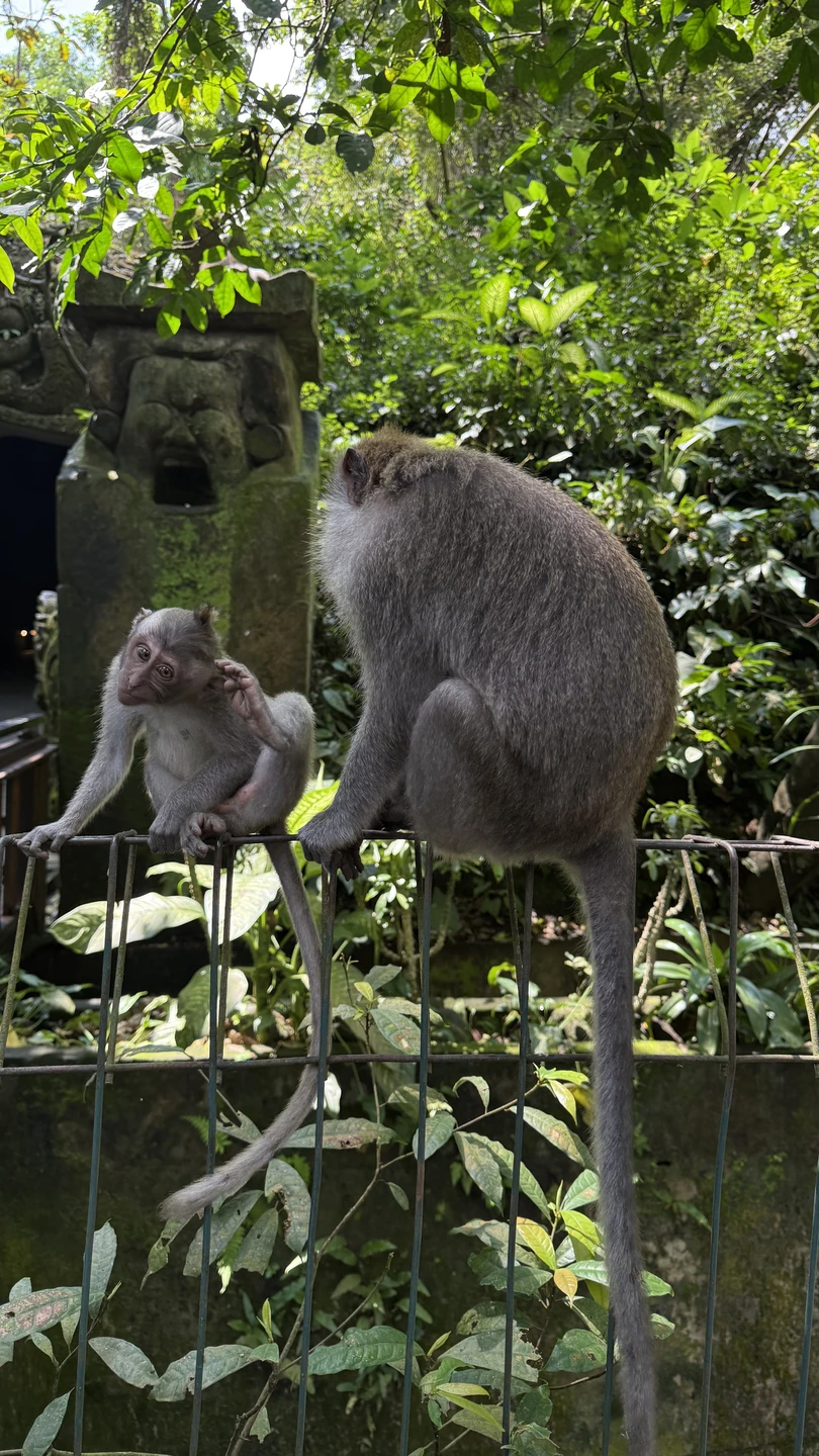 Влюбиться в волшебный Бали за 1 день (Екатерина)