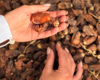 Тайны древней Хегры и традиции пустыни