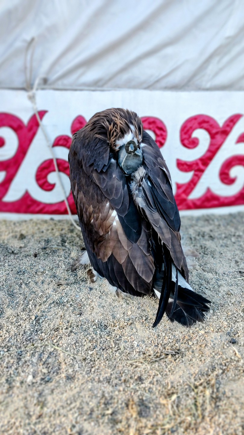 8ми-дневная поездка на Алтай и в Монголию на фестиваль Беркутчи стала определенной одной из самых запоминающихся.