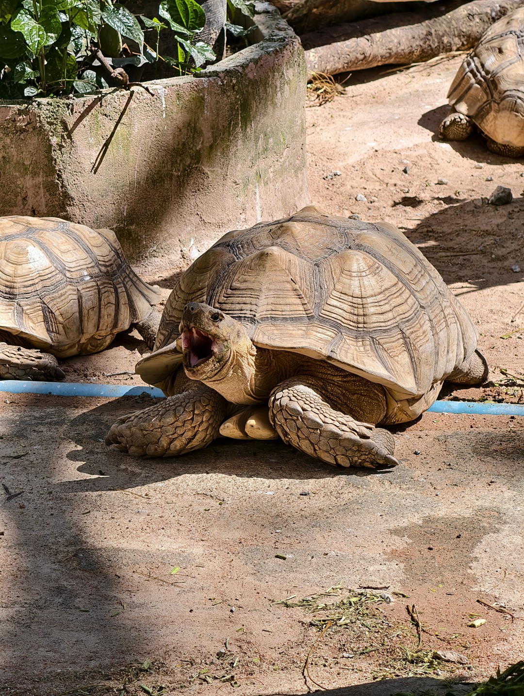 Экскурсия интересная, парк огромный, обойти самостоятельно очень сложно, т к. некоторые зоны находятся на большом расстоянии