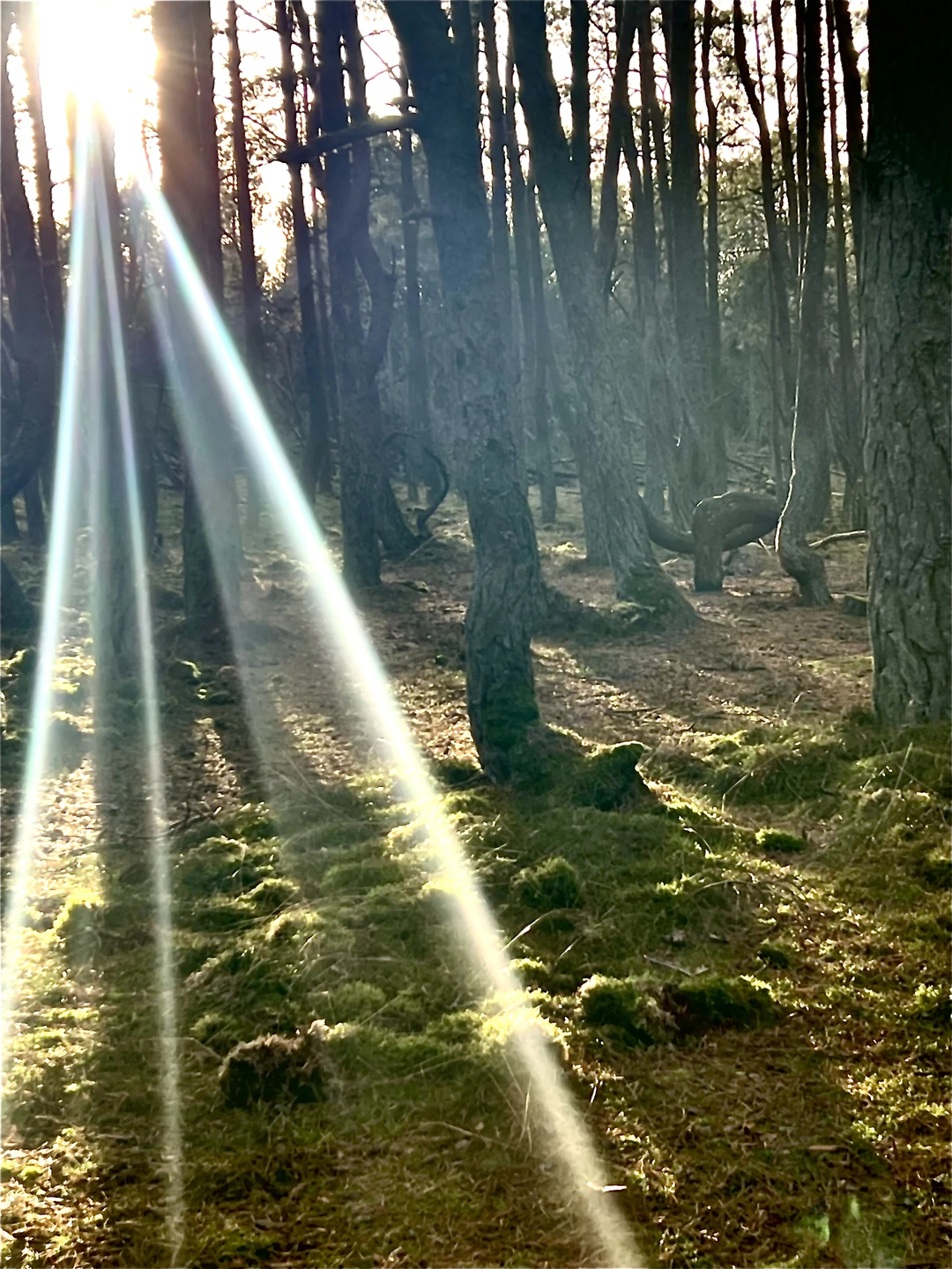 Замечательно провели время! Так нежно и так бережно берегут калининградцы рукотворный нетронутый цивилизацией маленький клочок земли!