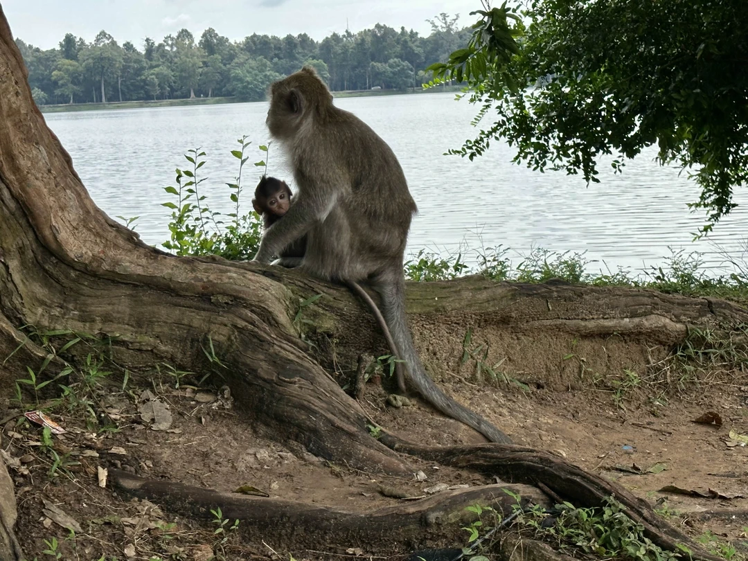 Очень бодрая экскурсия с лучшими локациями и лучшими местами для съемок. Максимально комфортная организация