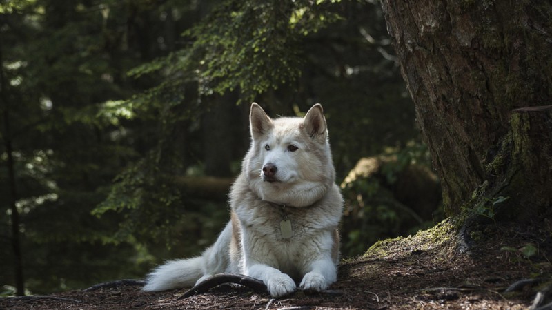Карельские хаски и мраморный мир Рускеалы