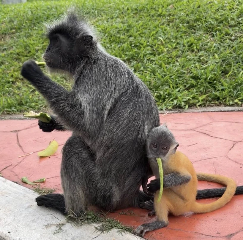 Кто хочет разнообразить свое пребывание в Куала-Лумпуре и сменить городской шум на что-то душевное и теплое