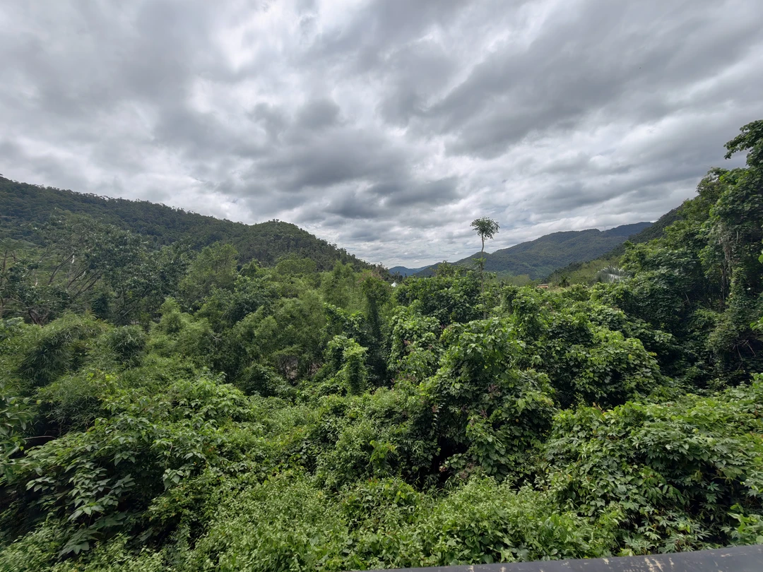 Тропические джунгли Янода - путешествие из Саньи (Дмитрий)