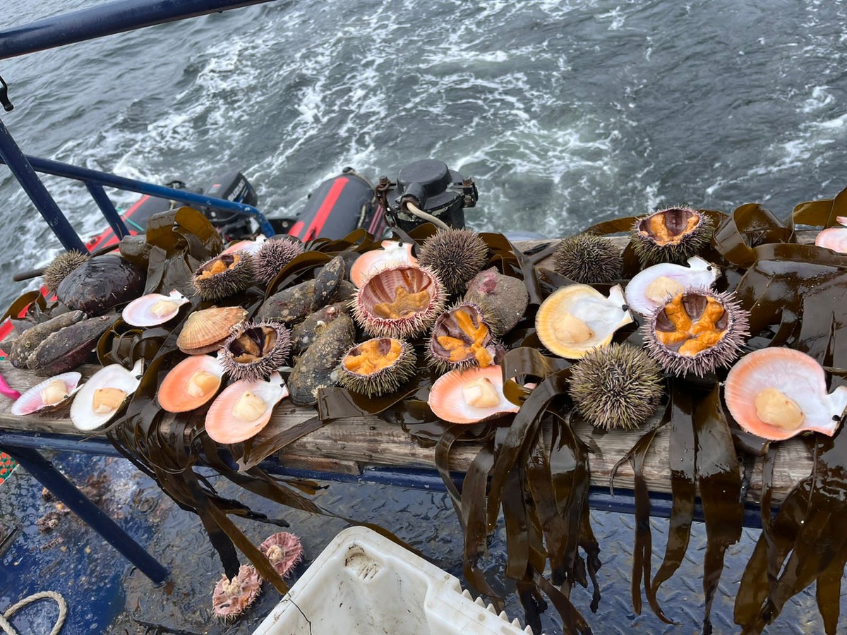 Фото 5 - Экскурсия: "Арктические приключения: морская прогулка в поисках китов, Териберка и этническая деревня"