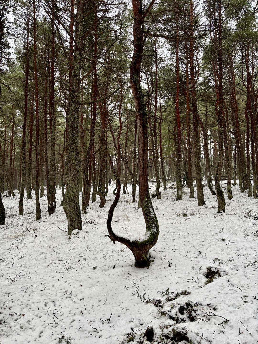 Куршская коса и Зеленоградск за 1 день (из Калининграда) (Максим)