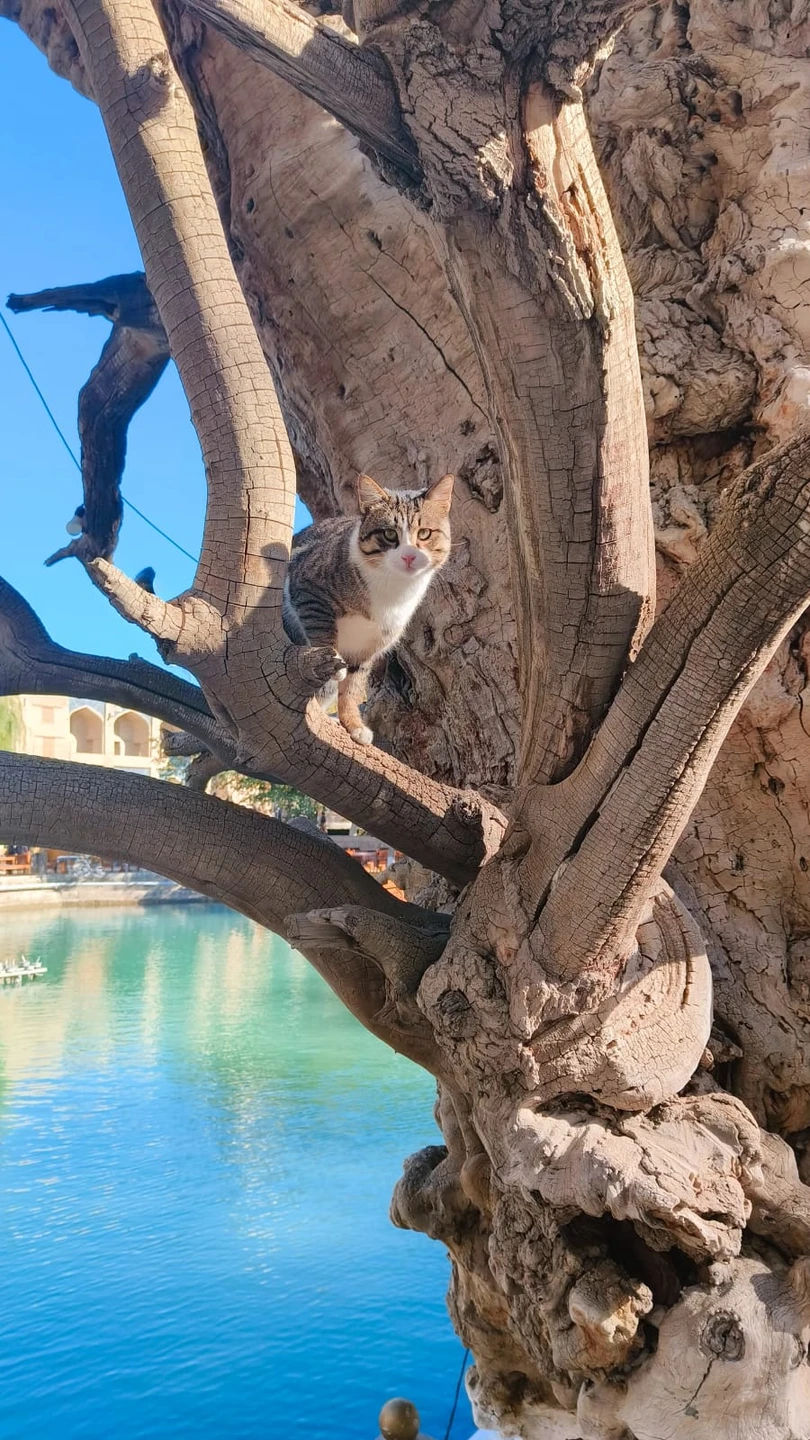 Отличный гид, продуманный маршрут, изучили все самые интересные достопримечательности. Большое спасибо, мы с мужем в восторге