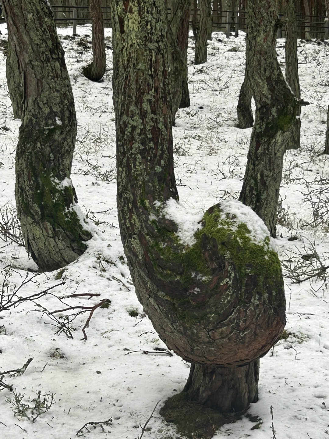 Куршская коса: земля древних куршей и великанши Неринги (из Калининграда) (Альфия)