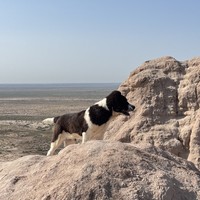 Фото отзыва 3: экскурсия "Древние крепости пустыни Кызылкум из Хивы"