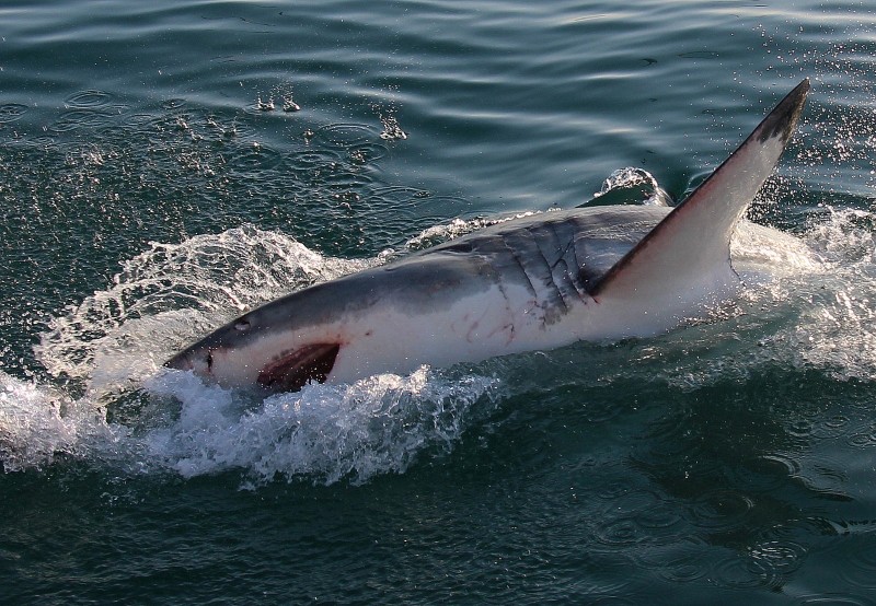 Ребята, это было просто невероятно! Оно того стоило! Увидели всю пятерку. Хотя нас предупреждали, что сейчас