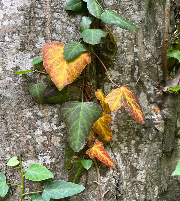 Из Дербента - в Самурский лес, где живёт необычная природа