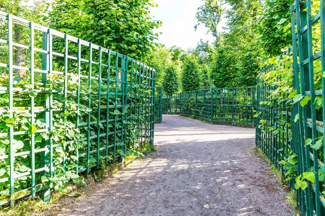 Лабиринт в&nbsp;Петергофе
