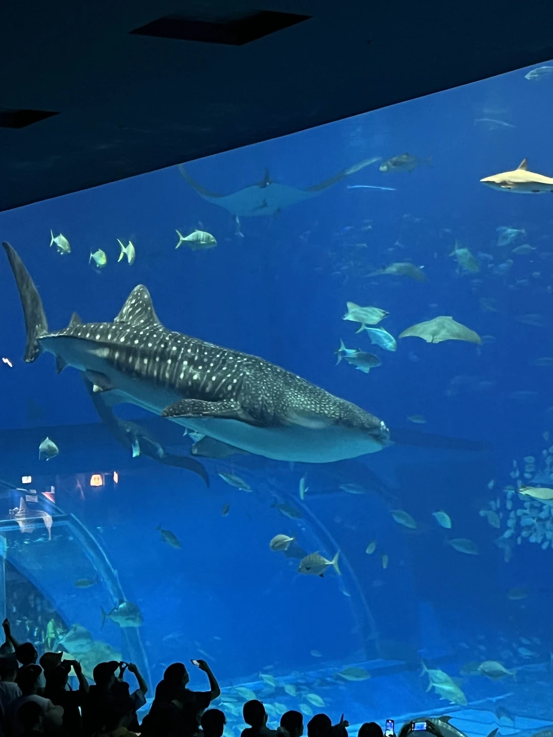 Спасибо Анастасии за экскурсию, удалось скрасить серый дождливый день