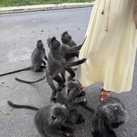 Фото отзыва 1: экскурсия "Пещеры Бату, река светлячков и серебристые обезьяны за 1 день!"