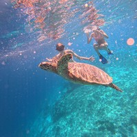 Фото отзыва 5: экскурсия "Морская прогулка на частной лодке по островам Гили + снорклинг с черепахами"