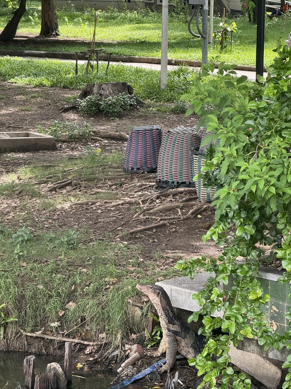 В поисках варанов: приключение в парках Бангкока