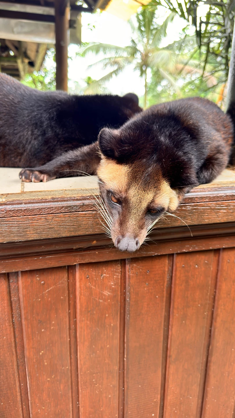 Это незабываемая экскурсия, которая подойдет для всех, кто на Бали в первый раз и хочет сразу