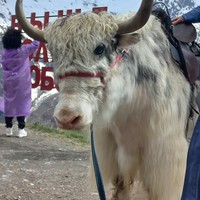 Фото отзыва 2: экскурсия "Сердце гор: из Ессентуков — в Домбай"