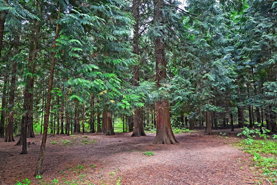 Королевский бор